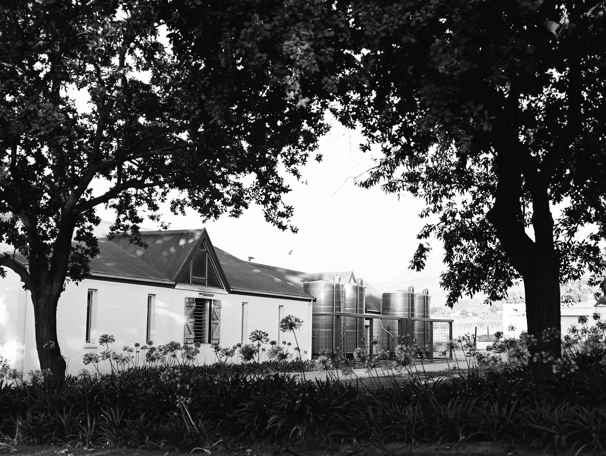 The Eendrag cellar with stainless-steel tanks, framed by oak trees and agapanthus
